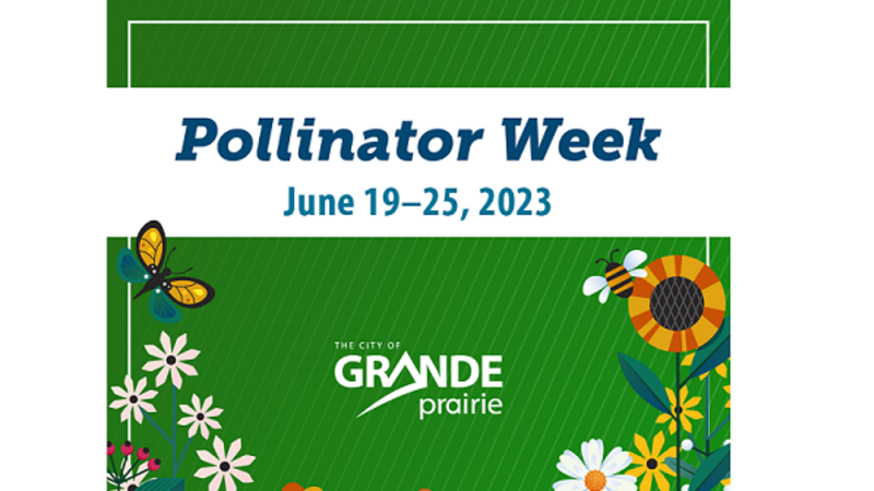 Pollinator Week Email City plans events for Pollinator Week | EverythingGP