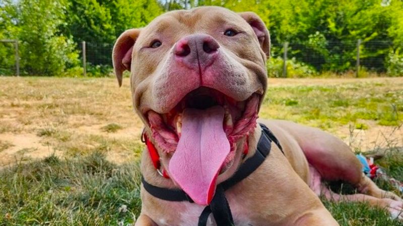 A big ol boy named Sue NanaimoNewsNOW Nanaimo news sports