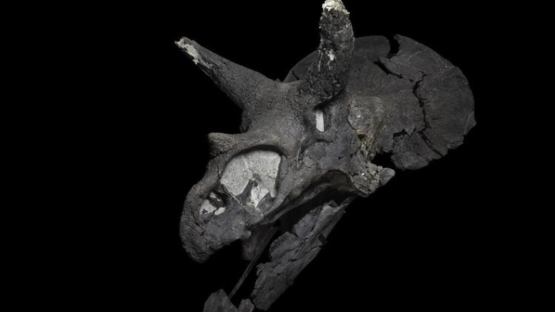 Een Triceratops-schedel gevonden in het zuiden van Alberta is te zien in het Royal Tyrrell Museum